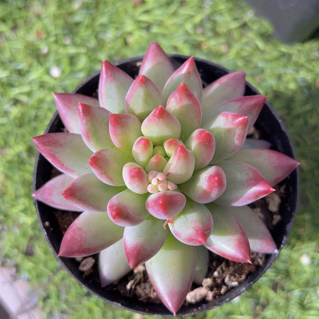 香玉的故事是一个人的故事吗