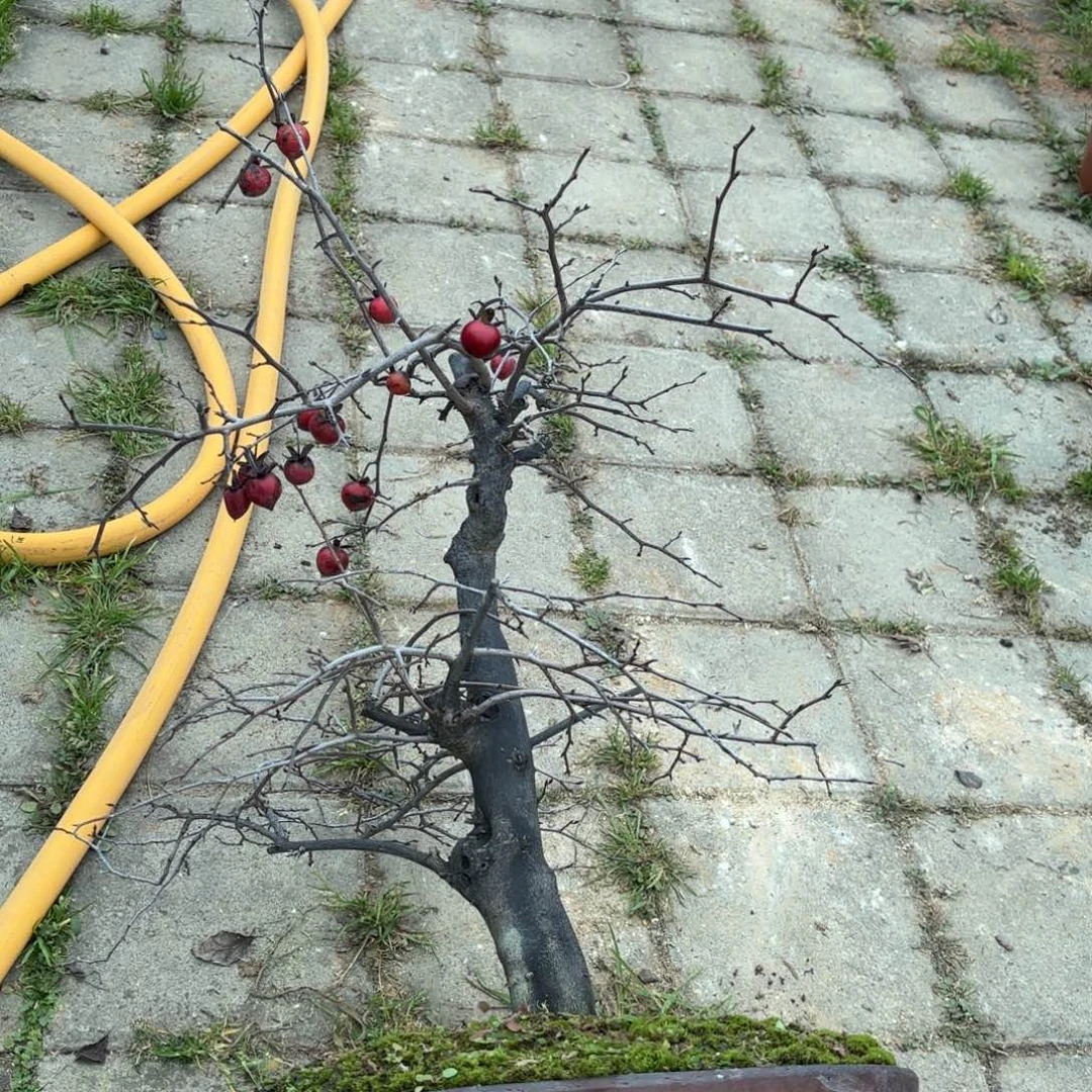 一***静新年快乐紫果扁果好老鸭