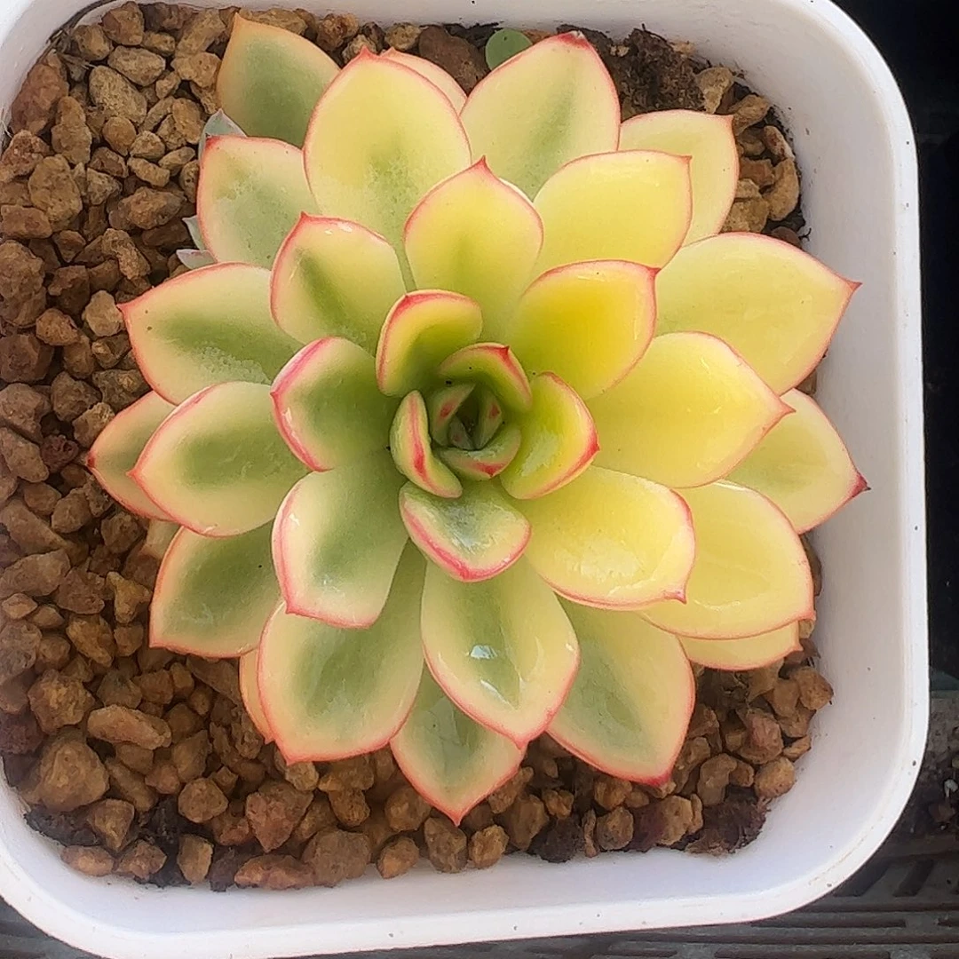 雨燕座锦 婕宝一物一拍