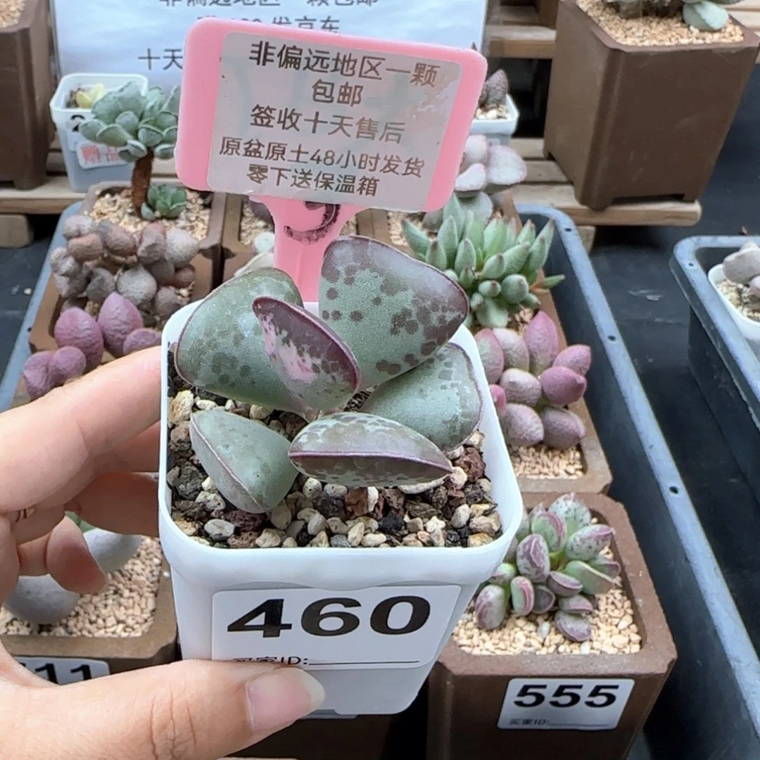 460爱心多肉植物