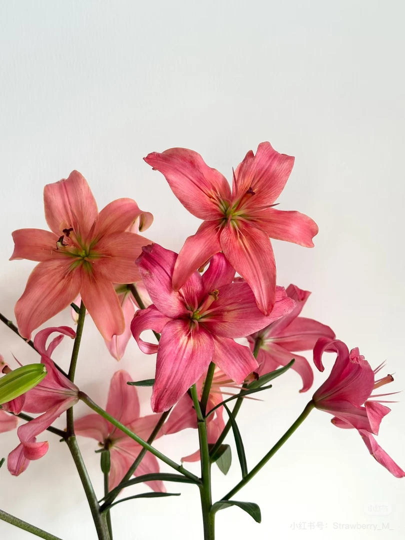 （亚百合）飞鱼多头5支！三件顺丰空运20%不售后