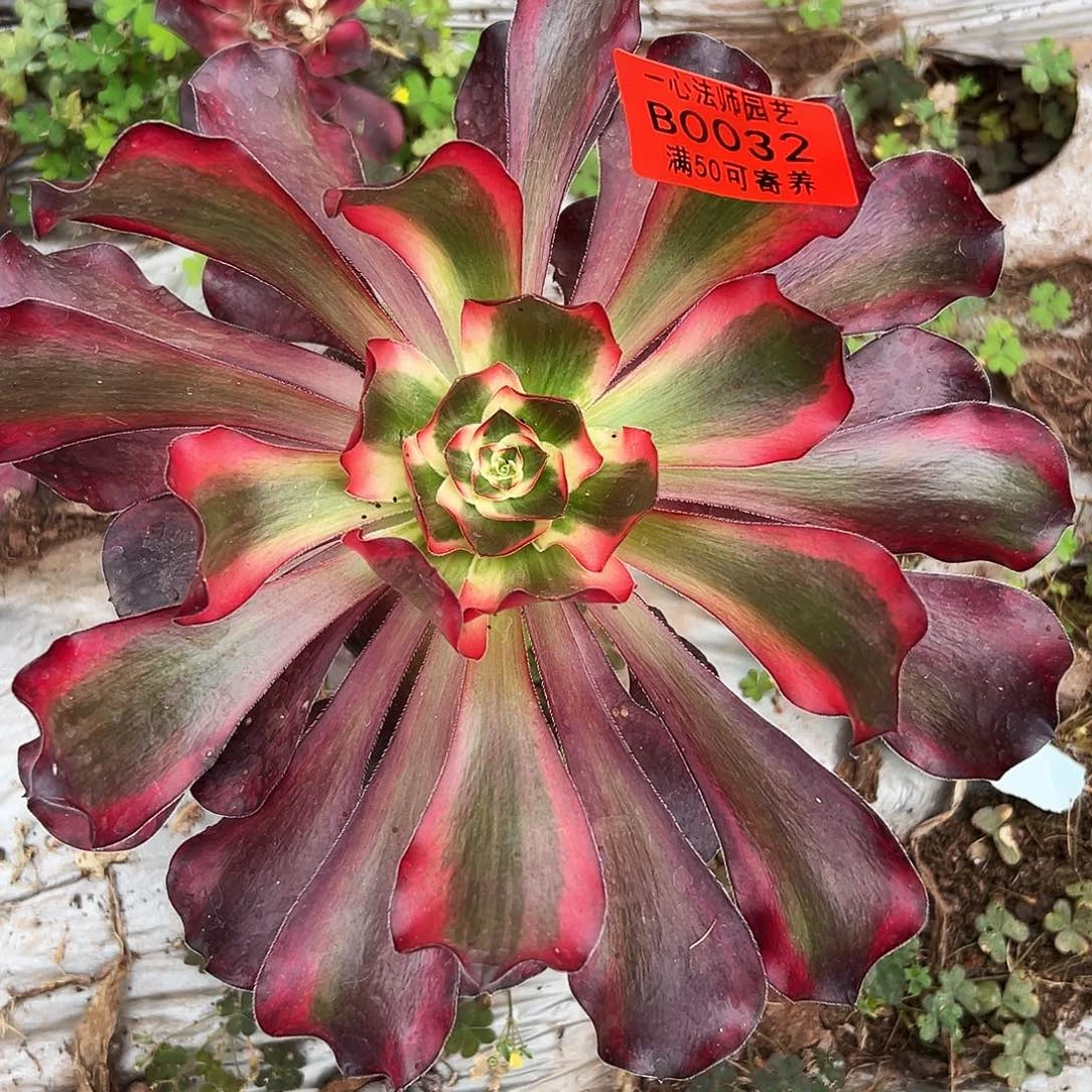 032多肉植物、巫毒锦