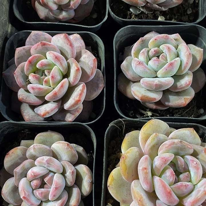 6.5方网红星影橙