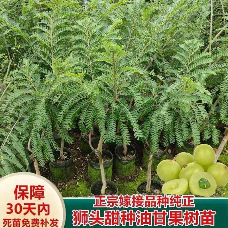 广东甜种油甘果树苗余甘果嫁接大果甜油甘果树新品种崩坎红油甘