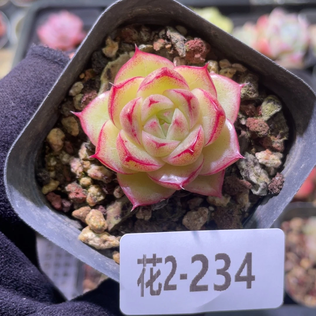 花利美2-234麦秆单头