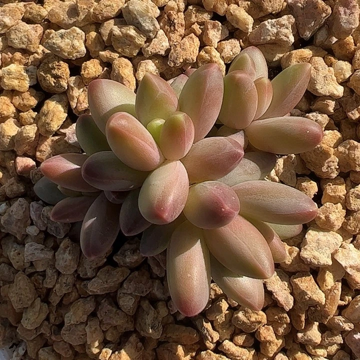 四头乌拉尼亚1111111