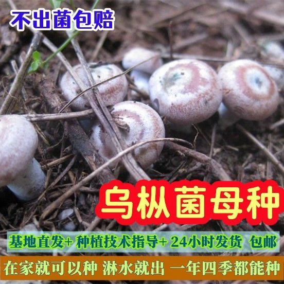 【野生树枞菌】乌枞菌原种菌包松菌青碟菌黄枞菌松枞人工种植菌包