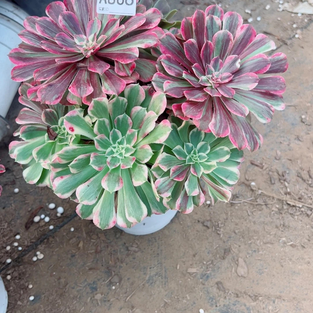 866同花顺多肉植物法师