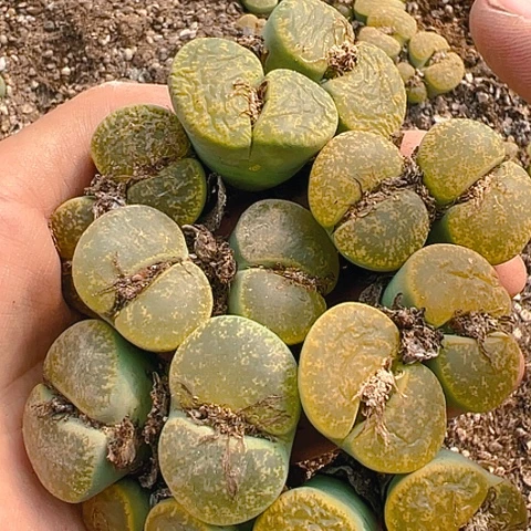 【闪购商品】25096