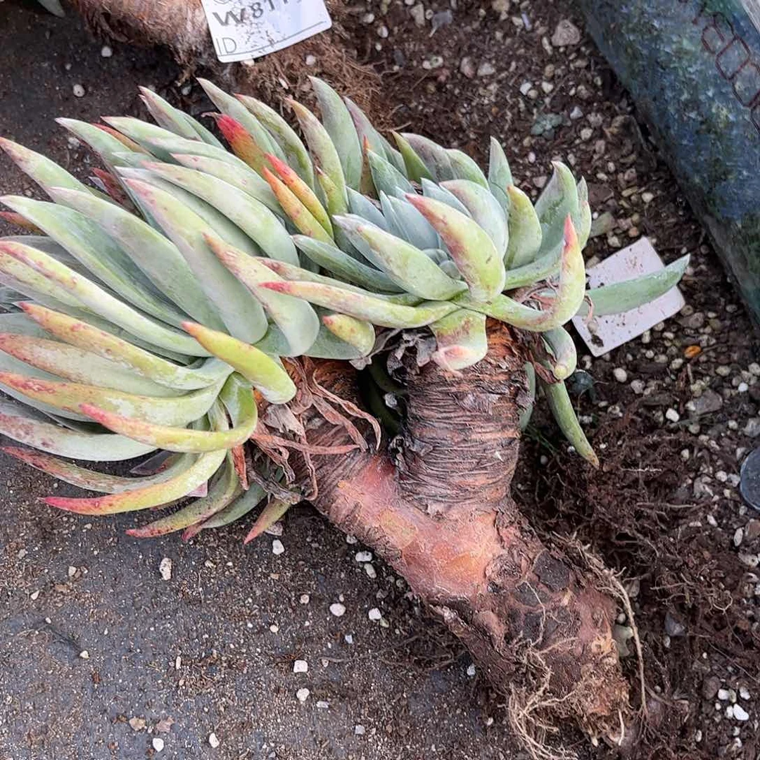 8118雪花仙女杯多肉