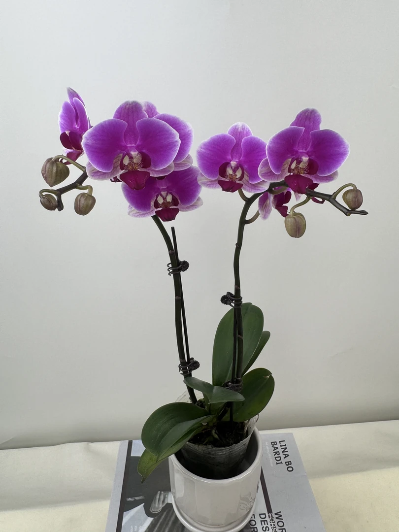 蝴蝶兰【红宝石双】鲜花盆栽室内观赏花花佛山基地直发好养易活