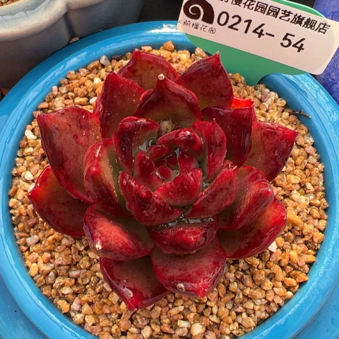 从前慢多肉精选编号0214.54