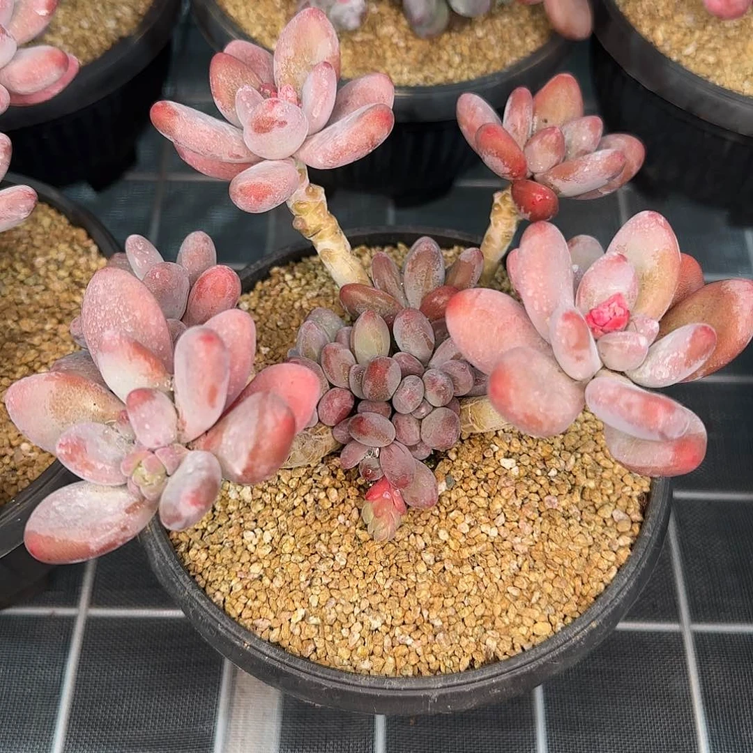 从前慢花园精选苹果奶