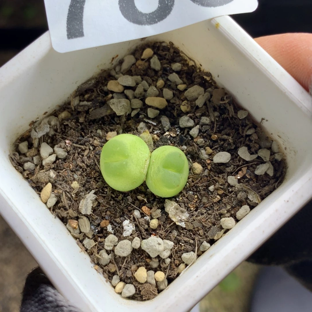 丁*785紫皮拉登母本