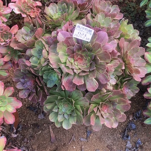 2.10-21花月夜多肉植物