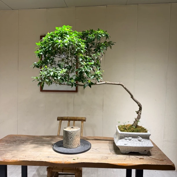清新海岛栀子花，带来别样芬芳体验