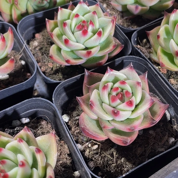 蓝龙2.8带盆土发