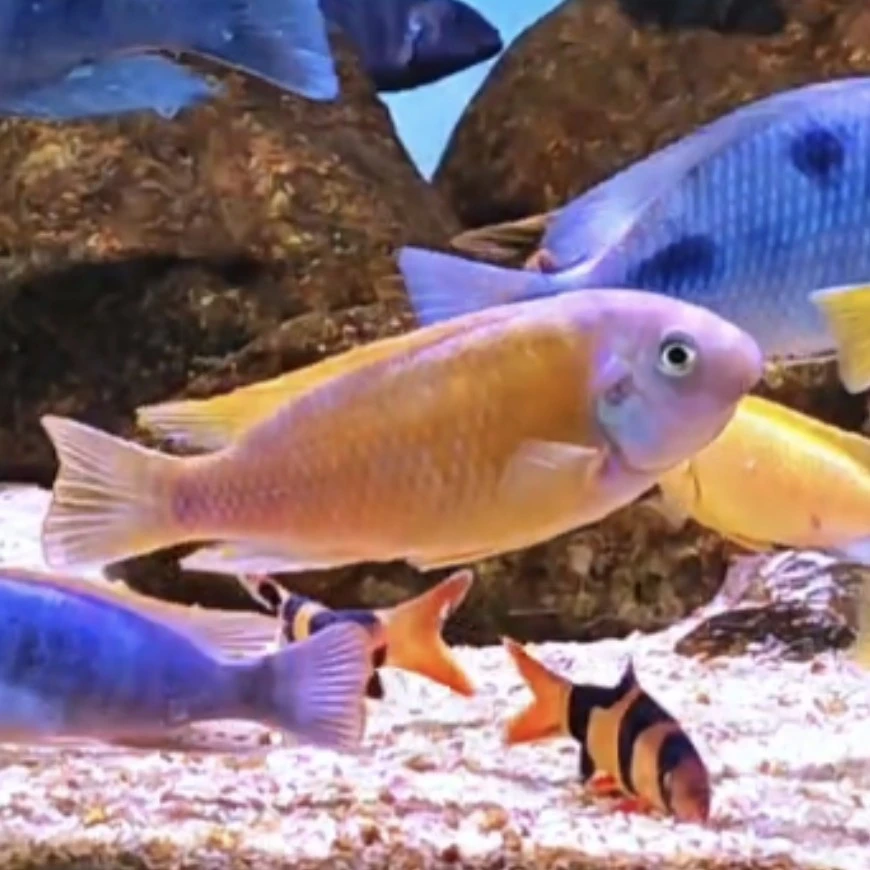 三湖慈鲷淡水热带鱼