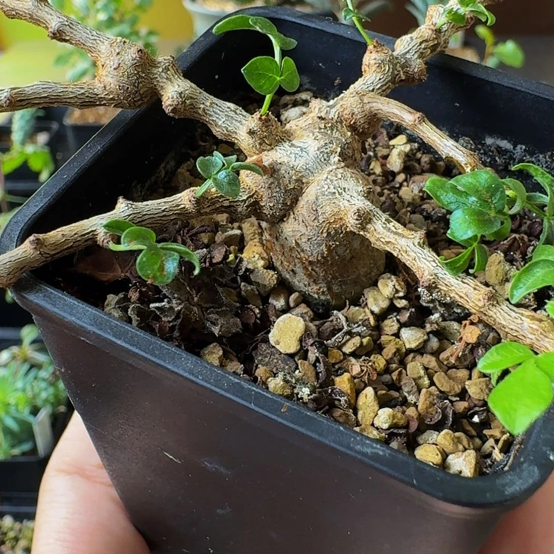 特价 超香 实生念珠橄榄1.5肚子带盆土顺丰空运包邮