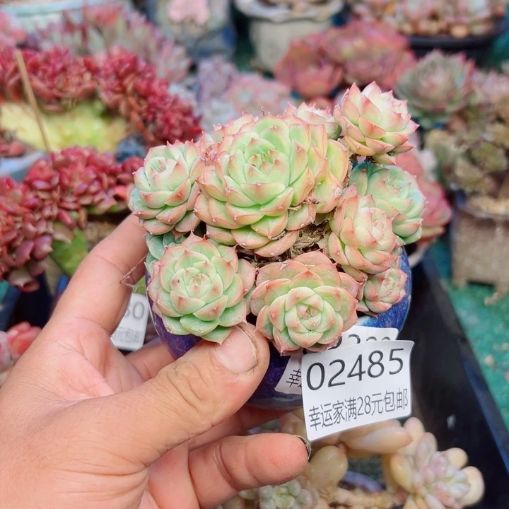 幸运的是我还没幸运