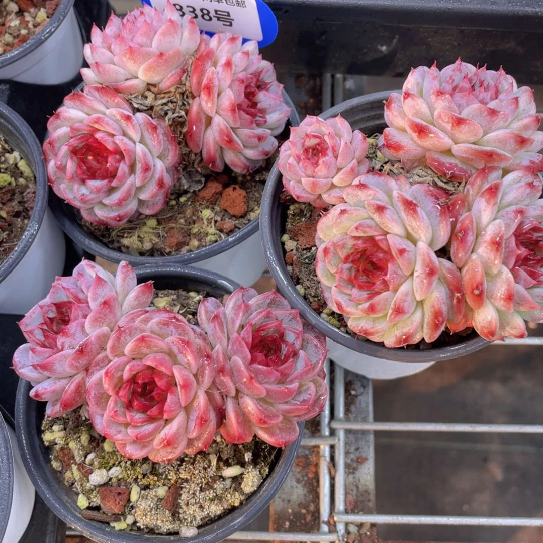 838号母本老桩大天鹅绒三头起一个