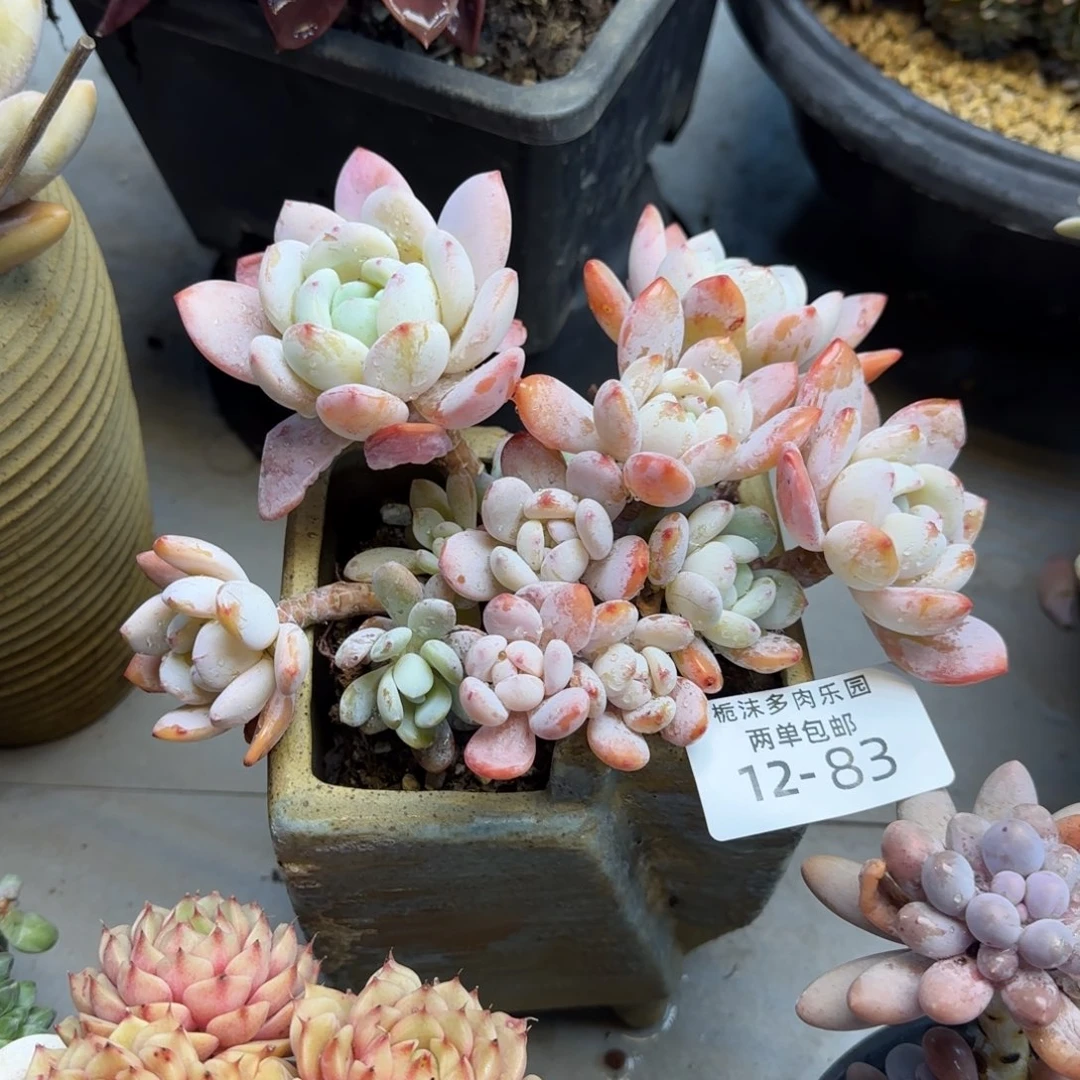 酸***仔12-83冷香多肉植物