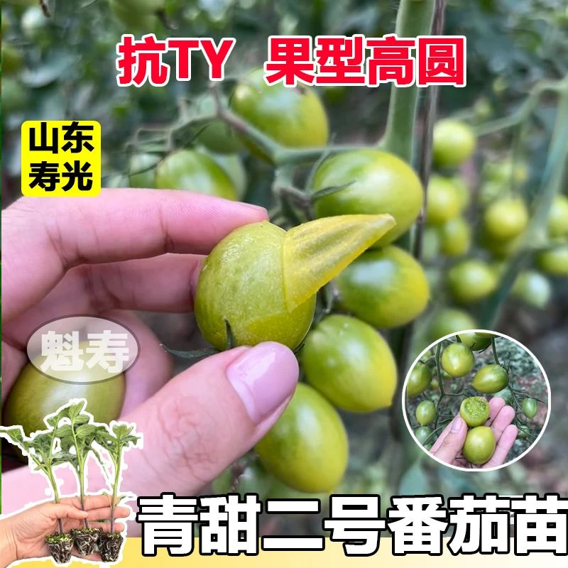 青甜小番茄苗秧苗绿宝石小番茄种苗南北方盆栽种植青甜2号番茄苗