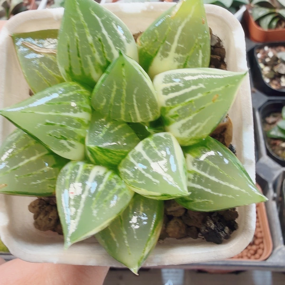 十二卷福利实生福利锦