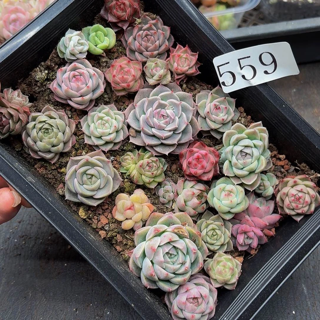多肉植物多肉植物559