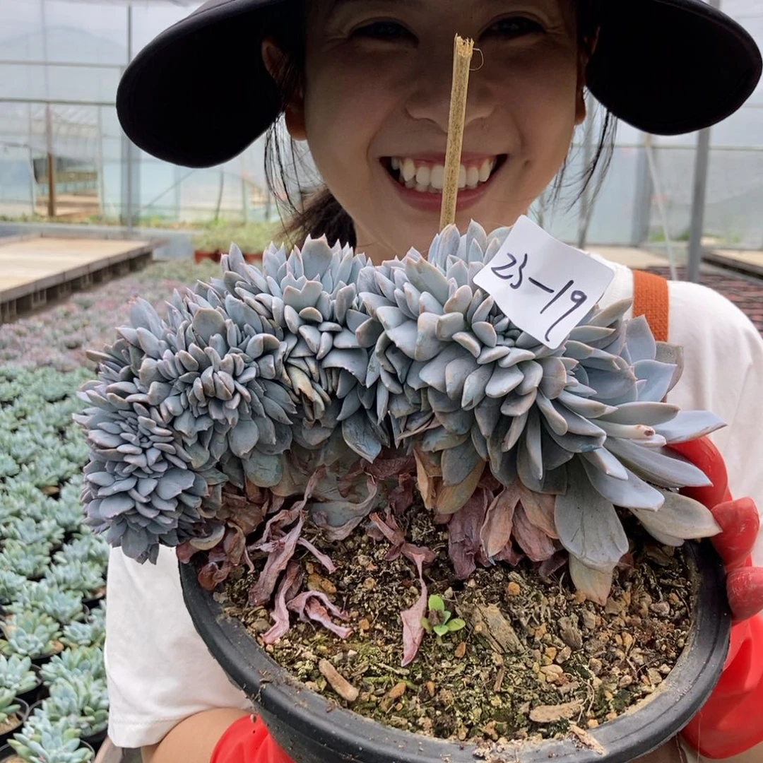 23-19白茶缀一物一拍