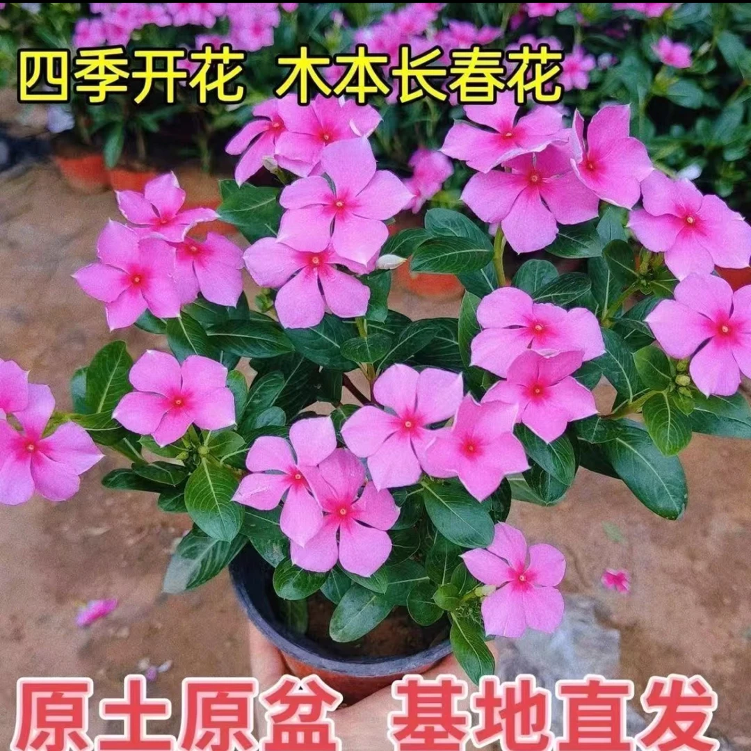 木本天天开长春花盆栽带花苞四季开花耐热阳台庭院室内花卉