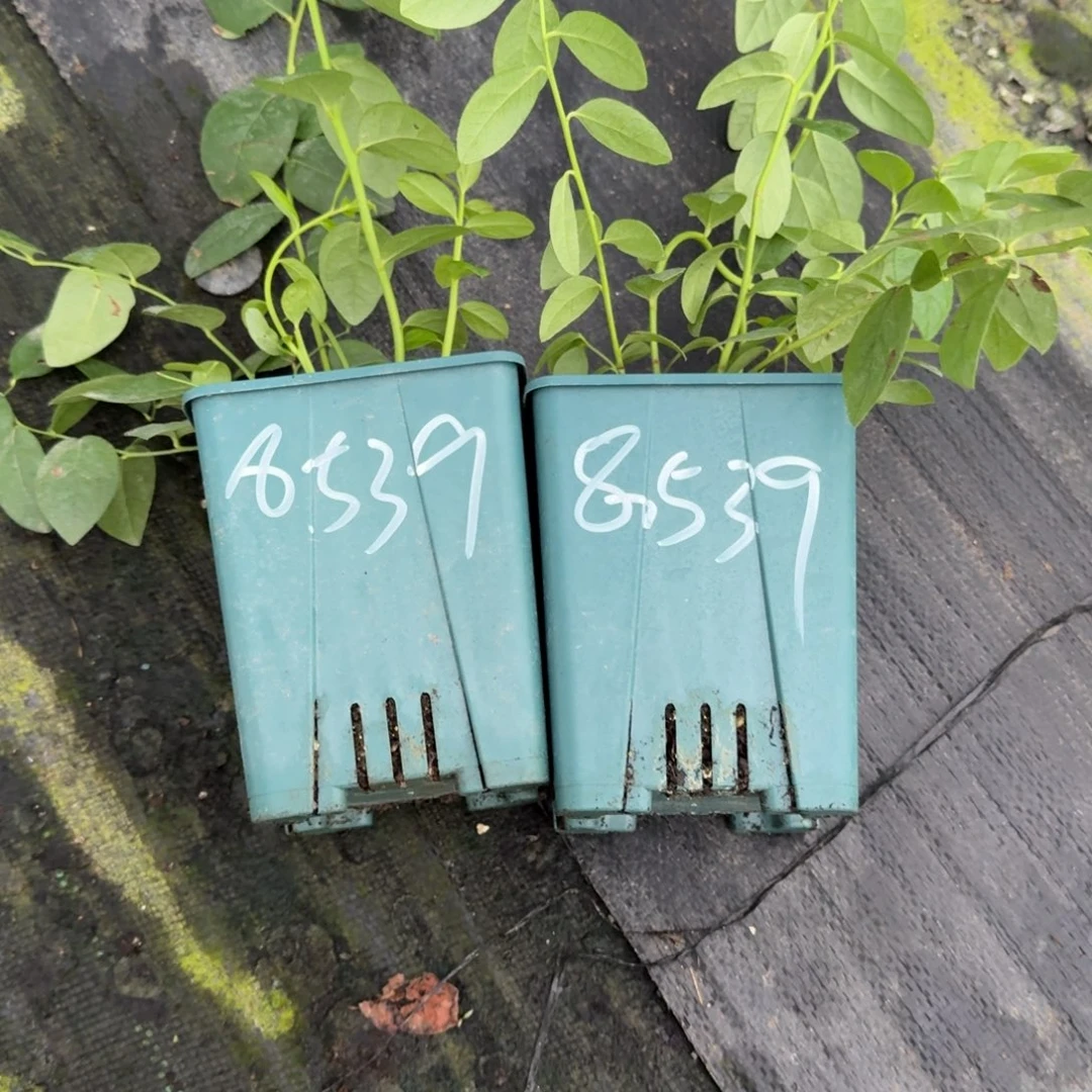 艳***子两颗加仑f6，8539一物一拍