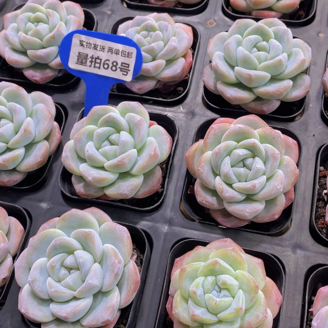 量拍68号 丸叶奶油胖冰玉单头一个