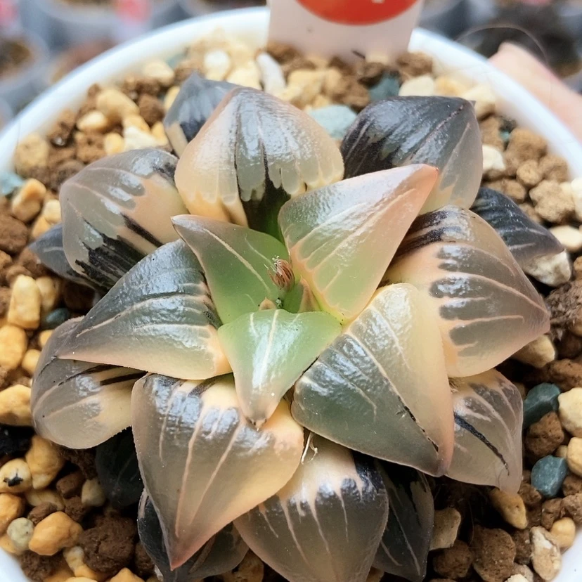 【闪购商品】红纹锦34