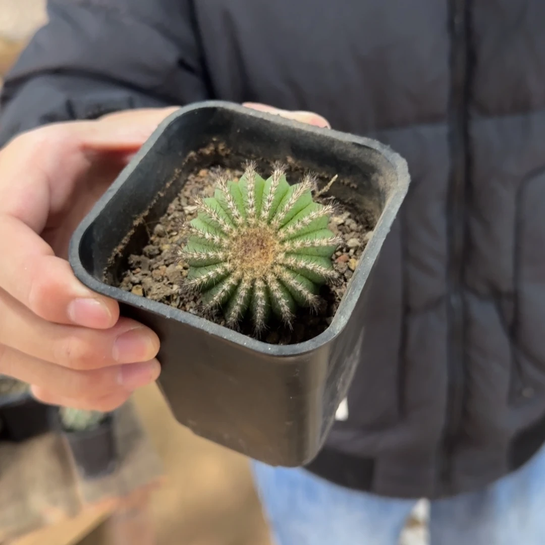 有根尤博球带盆带土发货