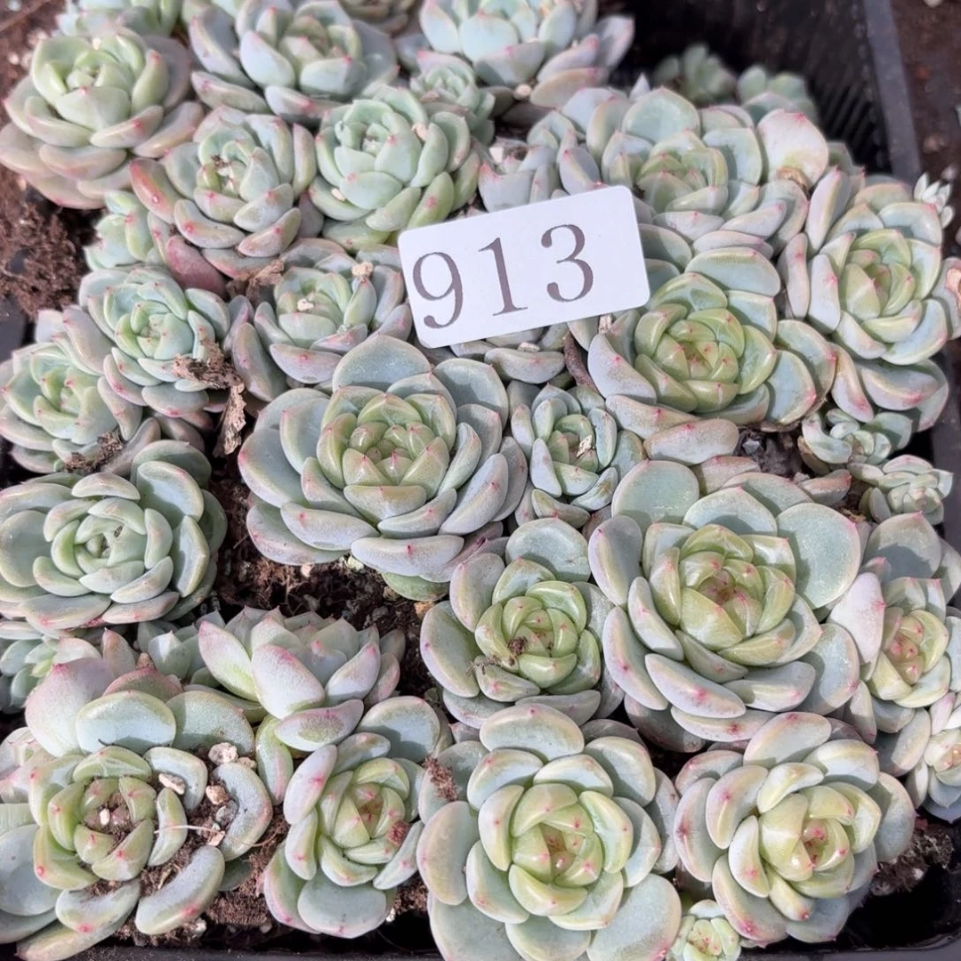 一***石多肉植物多肉植物913