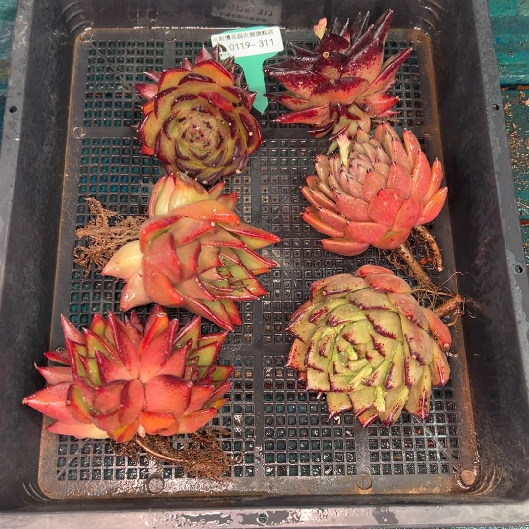 从前慢多肉精选编号0119.311