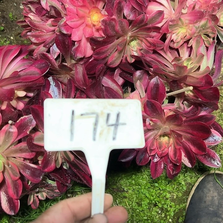 多肉植物组合5个