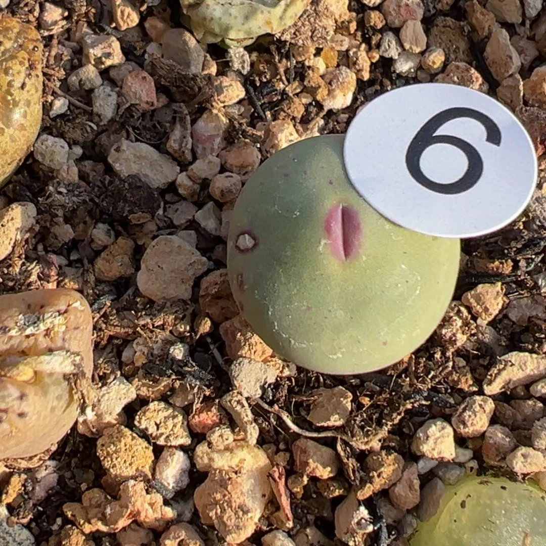 多2植物1111111111111111