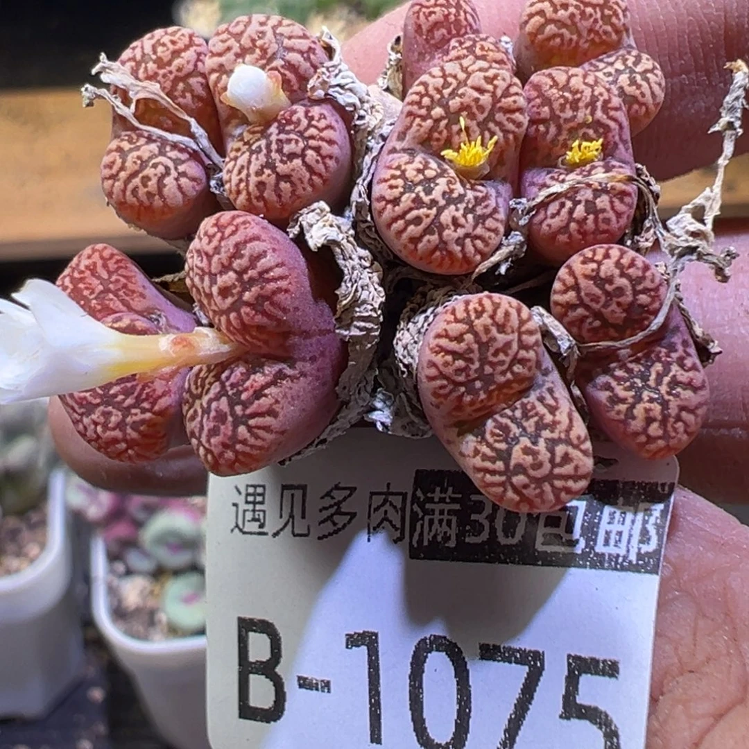 多肉植物1111111111111