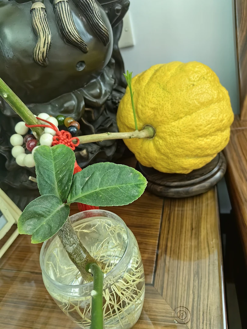 (新人福利）新鲜现摘香橼可闻香可盘玩