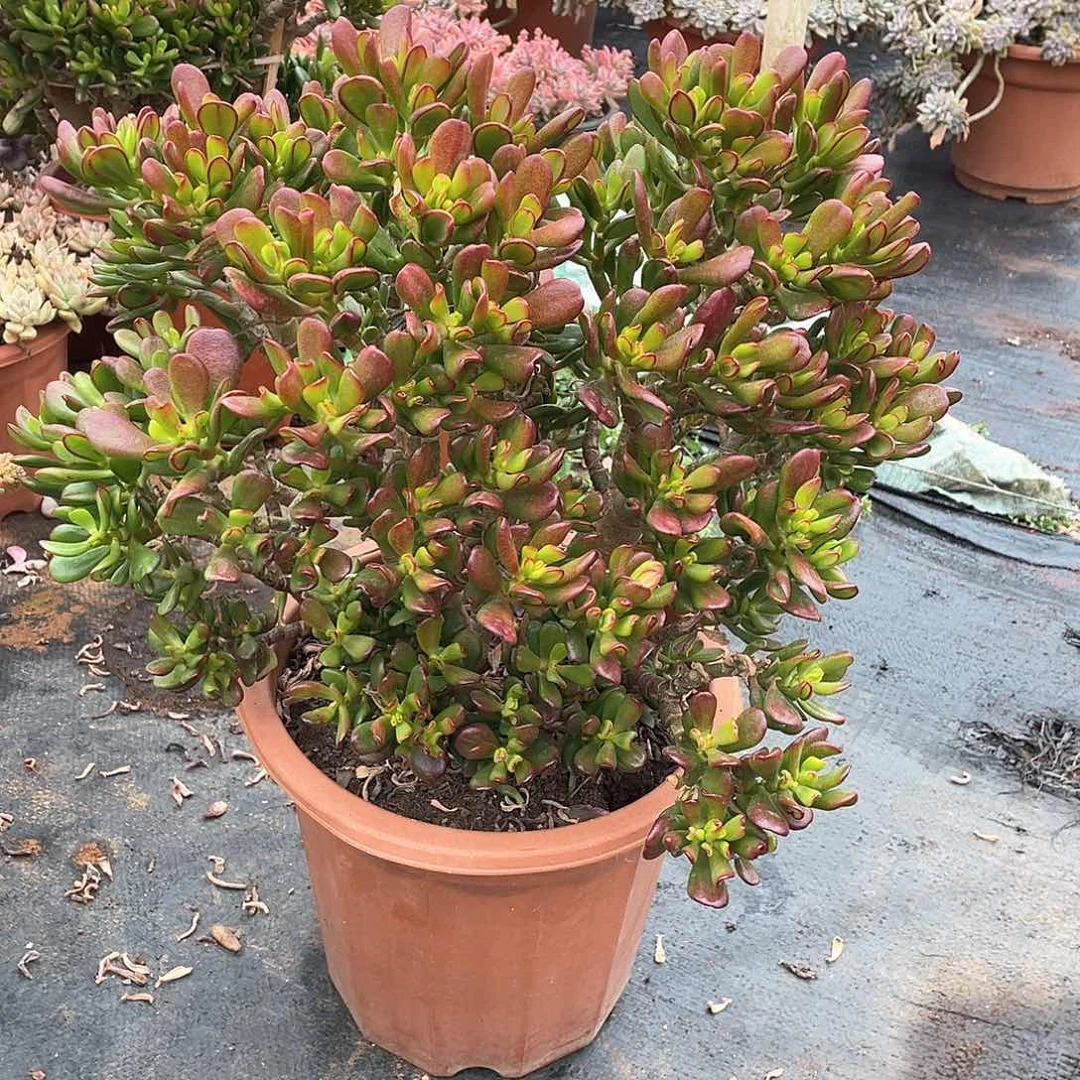 大招财猫39米 量拍多肉