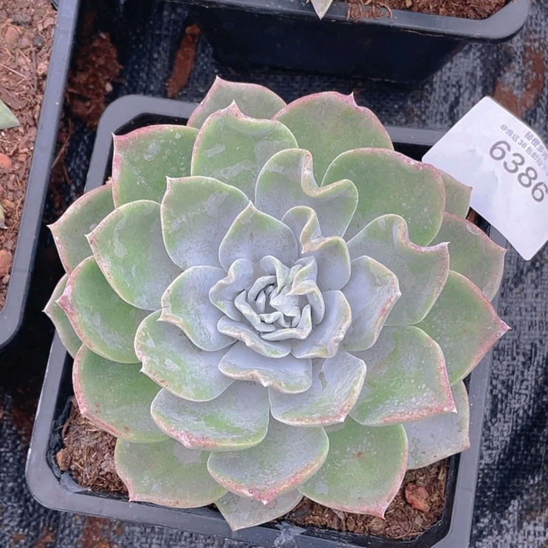 【闪购商品】新品杂交