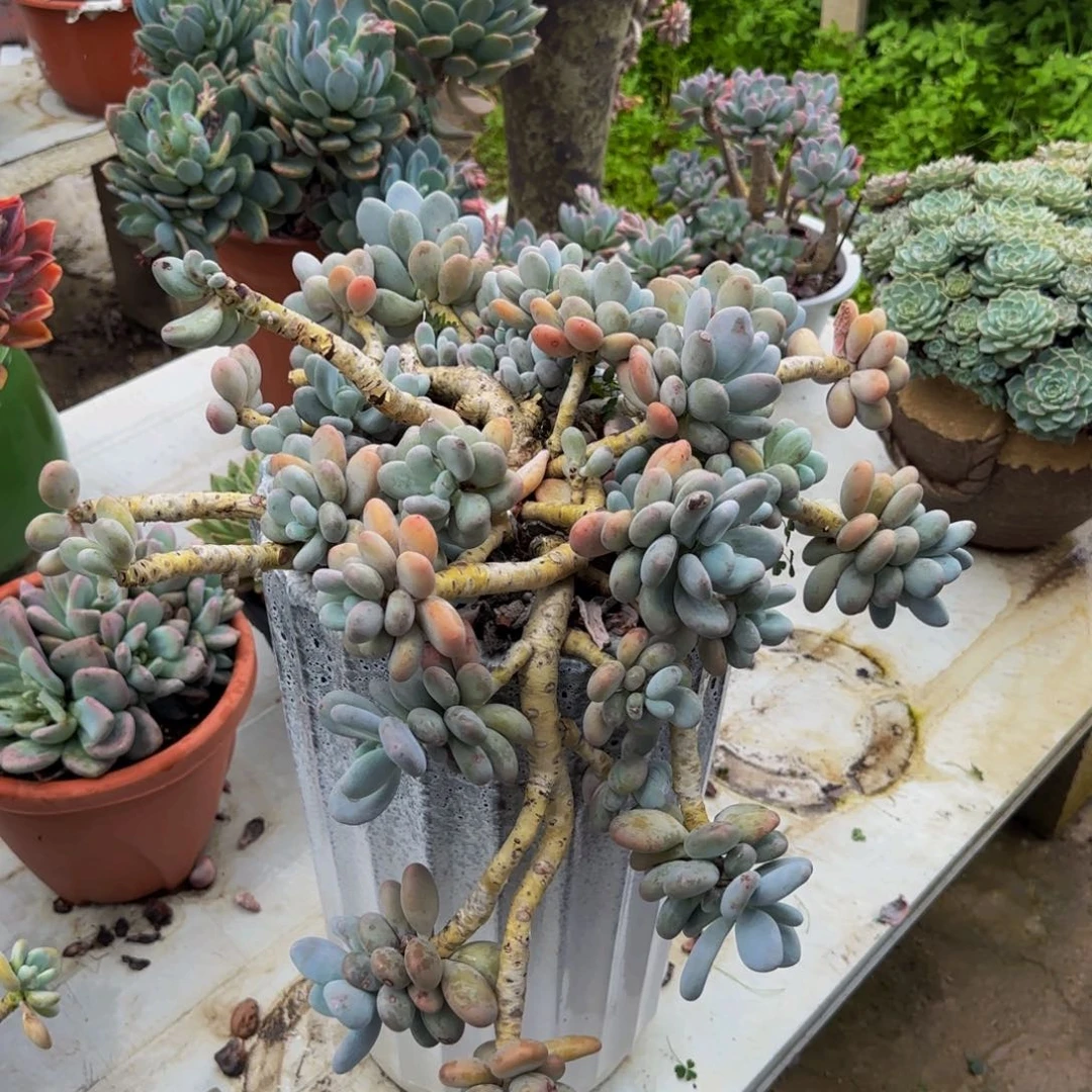 多肉植物0000000007