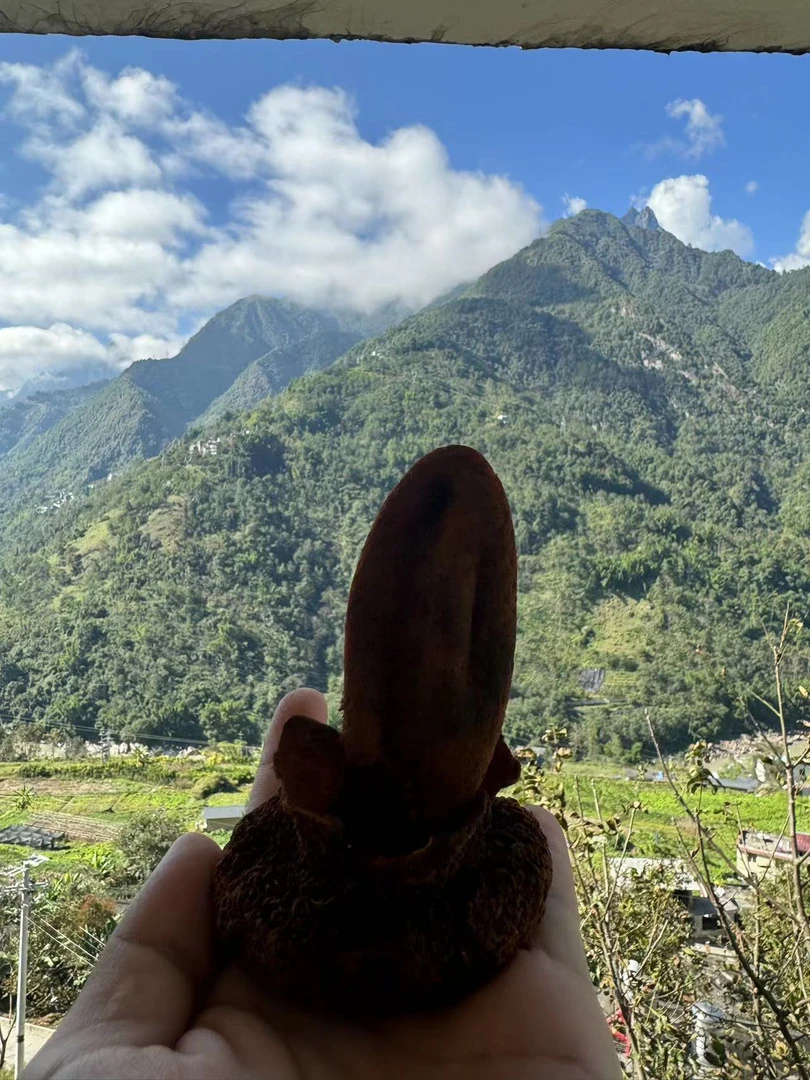 山货 250克 代链接 DMQ