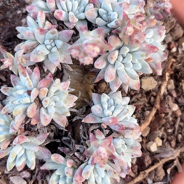 仙女杯多肉植物提取