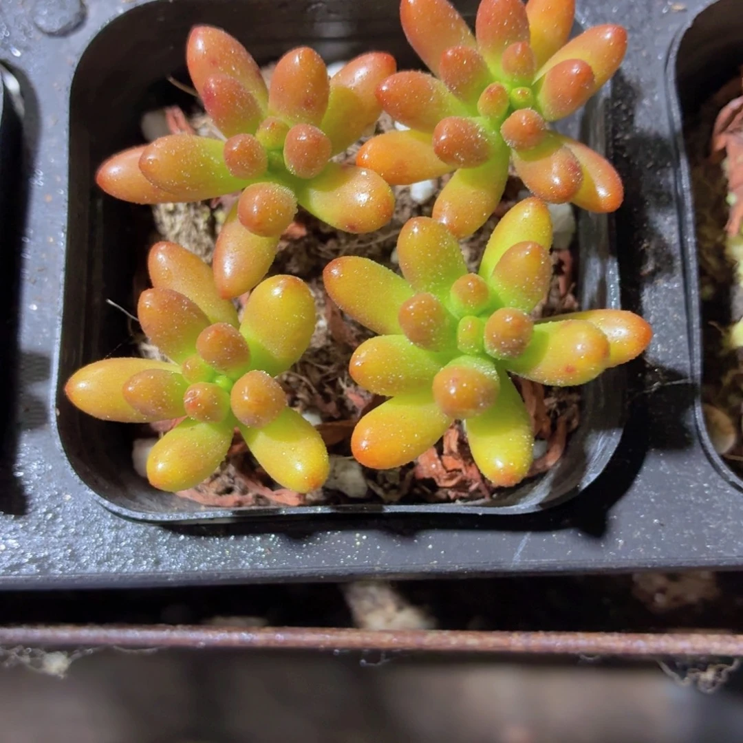 虹之玉多肉9.9包邮发货