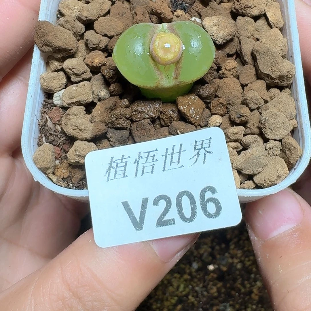 困****）206号多肉植物哇f v