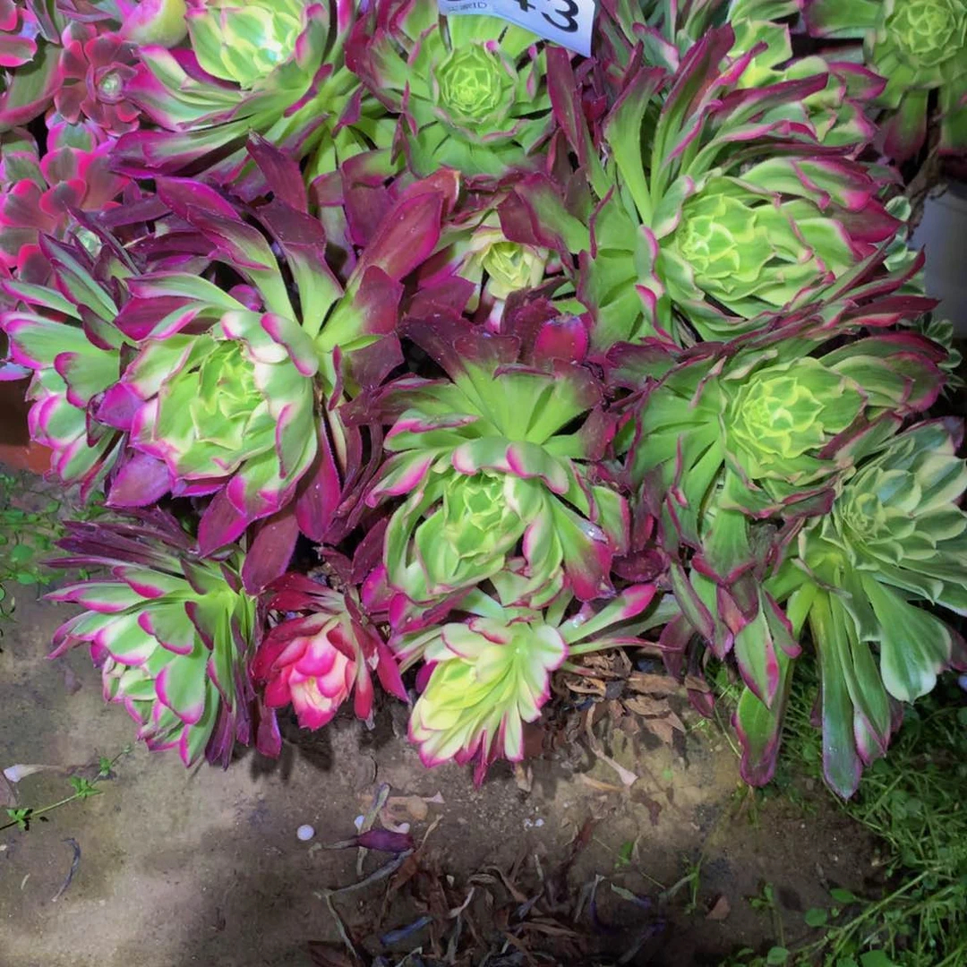 法师多肉植物843