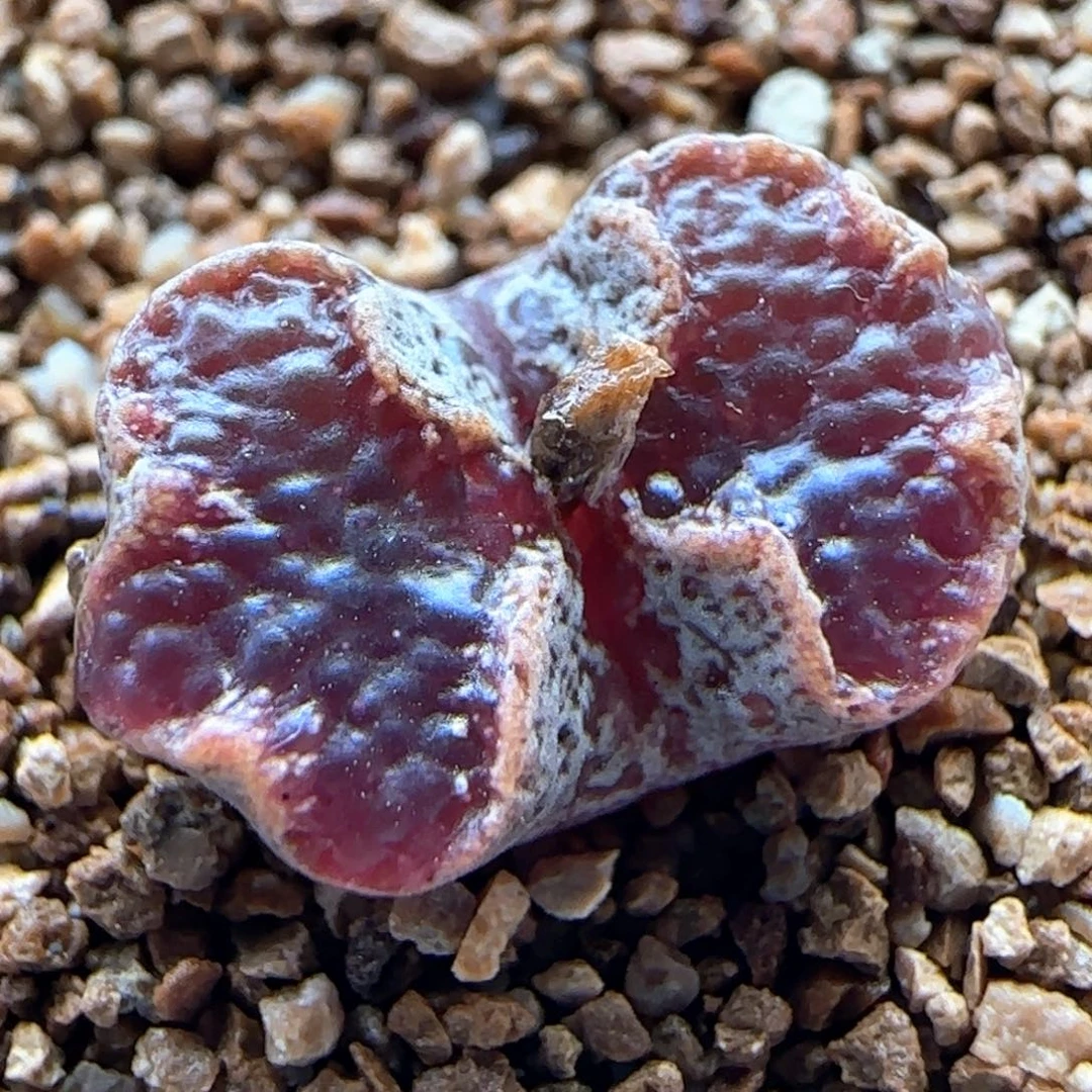 0645/全窗超蝶/多肉植物/